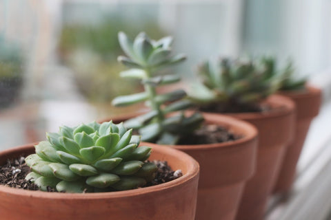 C&D's Guide to Succulents and Cacti C&D's Guide to Succulents and Cacti