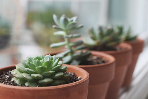 C&D's Guide to Succulents and Cacti